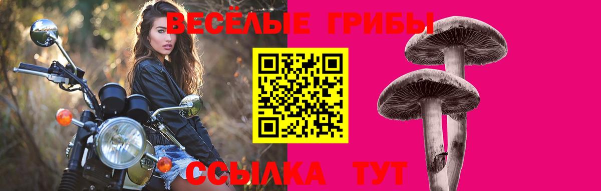 Тайшет  Галлюциногенные грибы Psilocybe  Галлюциногенные грибы Psilocybe  Вход с VPN 